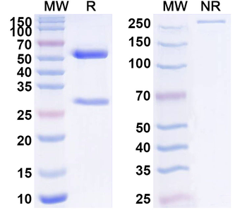 BAG2 Mouse Monoclonal Antibody