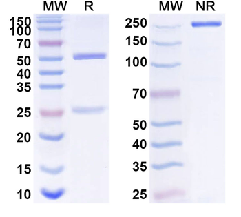 ABCA1 Mouse Monoclonal Antibody