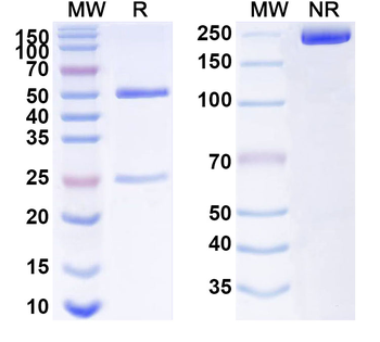 FZD7 Mouse Monoclonal Antibody