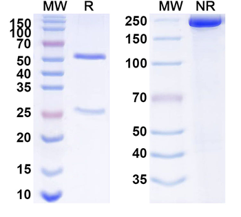 SCN2B Mouse Monoclonal Antibody