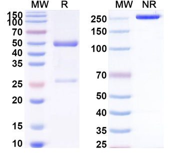 BUB1B Mouse Monoclonal Antibody