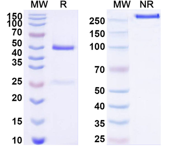 NRP2 Mouse Monoclonal Antibody