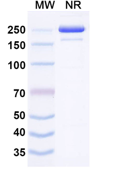 ITM2A Mouse Monoclonal Antibody