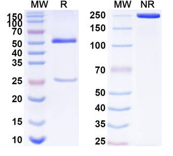 KRAS/K-Ras 2 Mouse Monoclonal Antibody