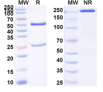 MAGEA4 Mouse Monoclonal Antibody