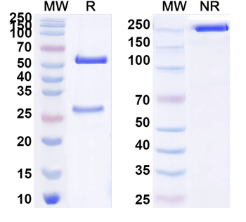 HTT Mouse Monoclonal Antibody