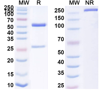 Mexican scorpion Toxin 2 Human Monoclonal Antibody