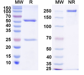 Staphylococcus aureus Alpha-toxin/hly Human Monoclonal Antibody