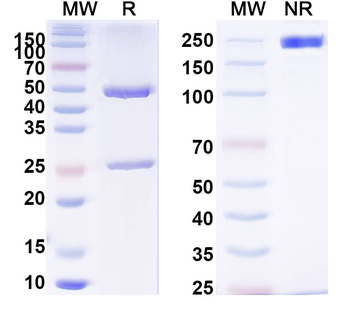 CD99 Mouse Monoclonal Antibody
