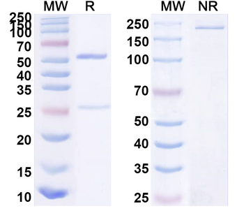 HSV1/HHV1 gD/Envelope glycoprotein D Human Monoclonal Antibody