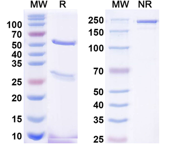 MUC16 Human Monoclonal Antibody