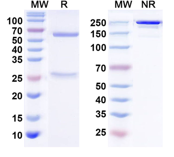 MUC5AC Human Monoclonal Antibody