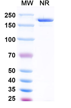 FSHB Mouse Monoclonal Antibody