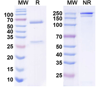 CD295/LEPR Mouse Monoclonal Antibody
