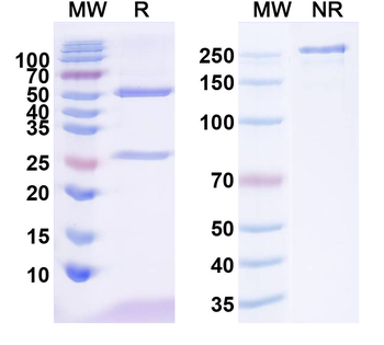 CD52 Canine Monoclonal Antibody