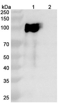 ACE2 Mouse Monoclonal Antibody