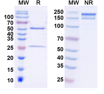 Clostridioides difficile Toxin B/tcdB Human Monoclonal Antibody