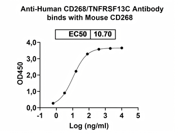 CD268/TNFRSF13C Mouse Monoclonal Antibody