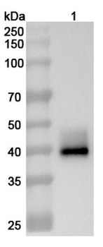 CD268/TNFRSF13C Mouse Monoclonal Antibody