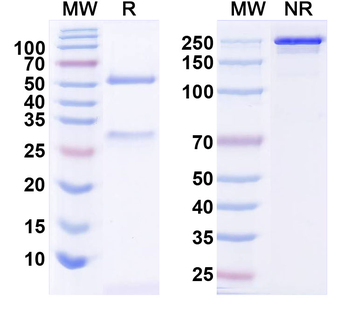 SNCA Human Monoclonal Antibody