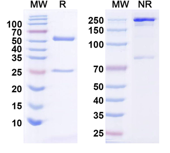 SNCA Mouse Monoclonal Antibody