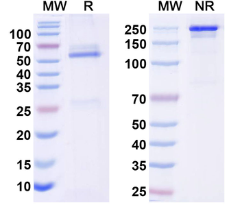 SNCA Human Monoclonal Antibody