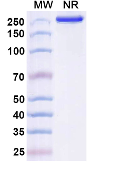 DA/Domoic acid Mouse Monoclonal Antibody