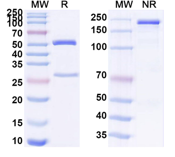 DSG1/Desmoglein-1 Mouse Monoclonal Antibody