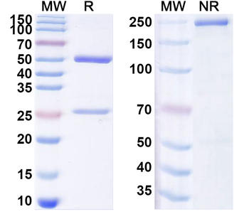 NGF/Beta-NGF Canine Monoclonal Antibody