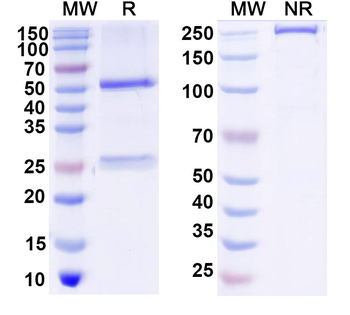 NGF/Beta-NGF Feline Monoclonal Antibody