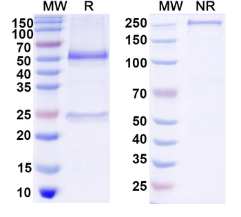 NGF/Beta-NGF Feline Monoclonal Antibody