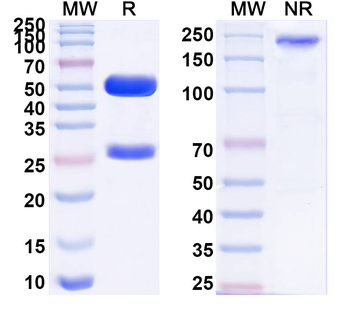 FLNB/Filamin-B Mouse Monoclonal Antibody