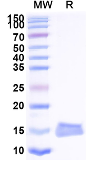 lexA/LexA repressor Camelus Monoclonal Antibody