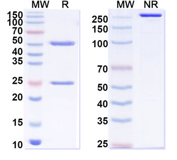 MPO/Myeloperoxidase Mouse Monoclonal Antibody