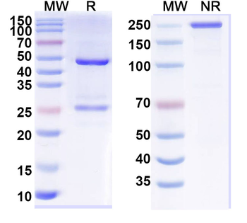 SOD1 Human Monoclonal Antibody