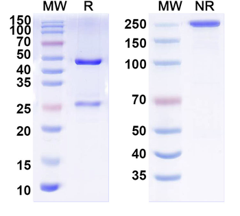 pan-MAGUK Mouse Monoclonal Antibody