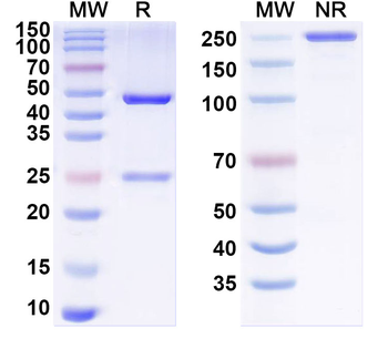 F8/Coagulation factor VIII Mouse Recombinant Antibody