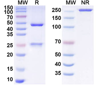 Opisthorchis viverrini Paramyosin Mouse Monoclonal Antibody