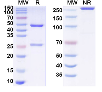 MYH6/7 Mouse Monoclonal Antibody
