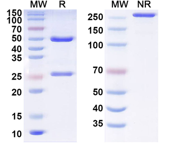 CHD7 Protein Mouse Monoclonal Antibody