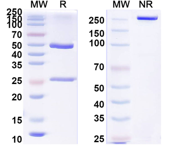 MERS-CoV RBD Human Monoclonal Antibody