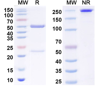 CD73/NT5E Human Monoclonal Antibody