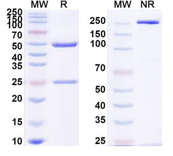 Candida albicans HSP90 Human Monoclonal Antibody