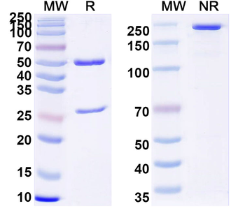 HBV-D HBeAg/C/p25 Human Monoclonal Antibody