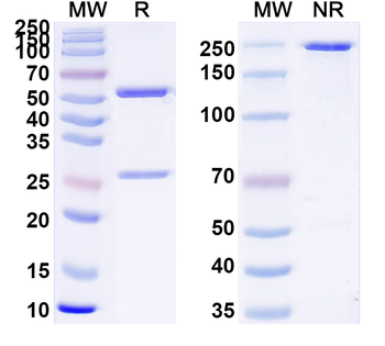 Brazilian scorpion Tityustoxin VII/Toxin VII/Ts7 Human Monoclonal Antibody