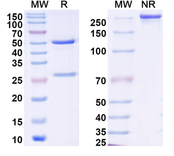 EBV/HHV4 gB/BALF4 Human Monoclonal Antibody
