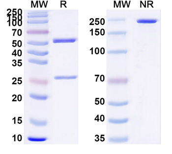RHO/Rhodopsin Mouse Monoclonal Antibody