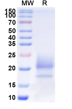 Pistachio Allergen Pis v 2/11S globulin Camelus Monoclonal Antibody