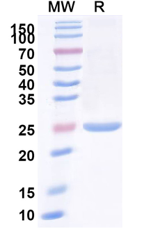 Clostridium botulinum BoNT/B Camelus Monoclonal Antibody