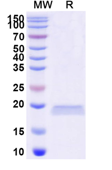 Pityrosporum furfur Mal f 1/Allergen Pit o 1 Camelus Monoclonal Antibody